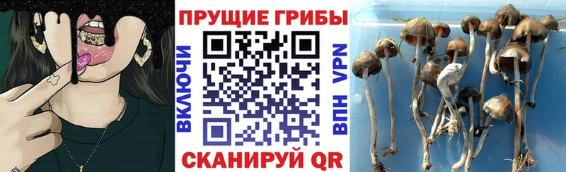 купить наркотик Ипатово Псилоцибиновые грибы прущие грибы